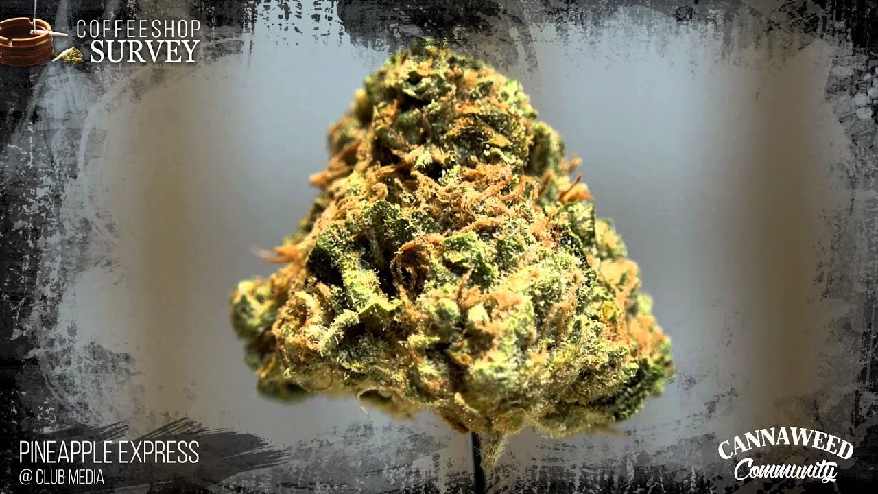 CannaWeed Community - CoffeeShop review#1 : Katsu & Club Media