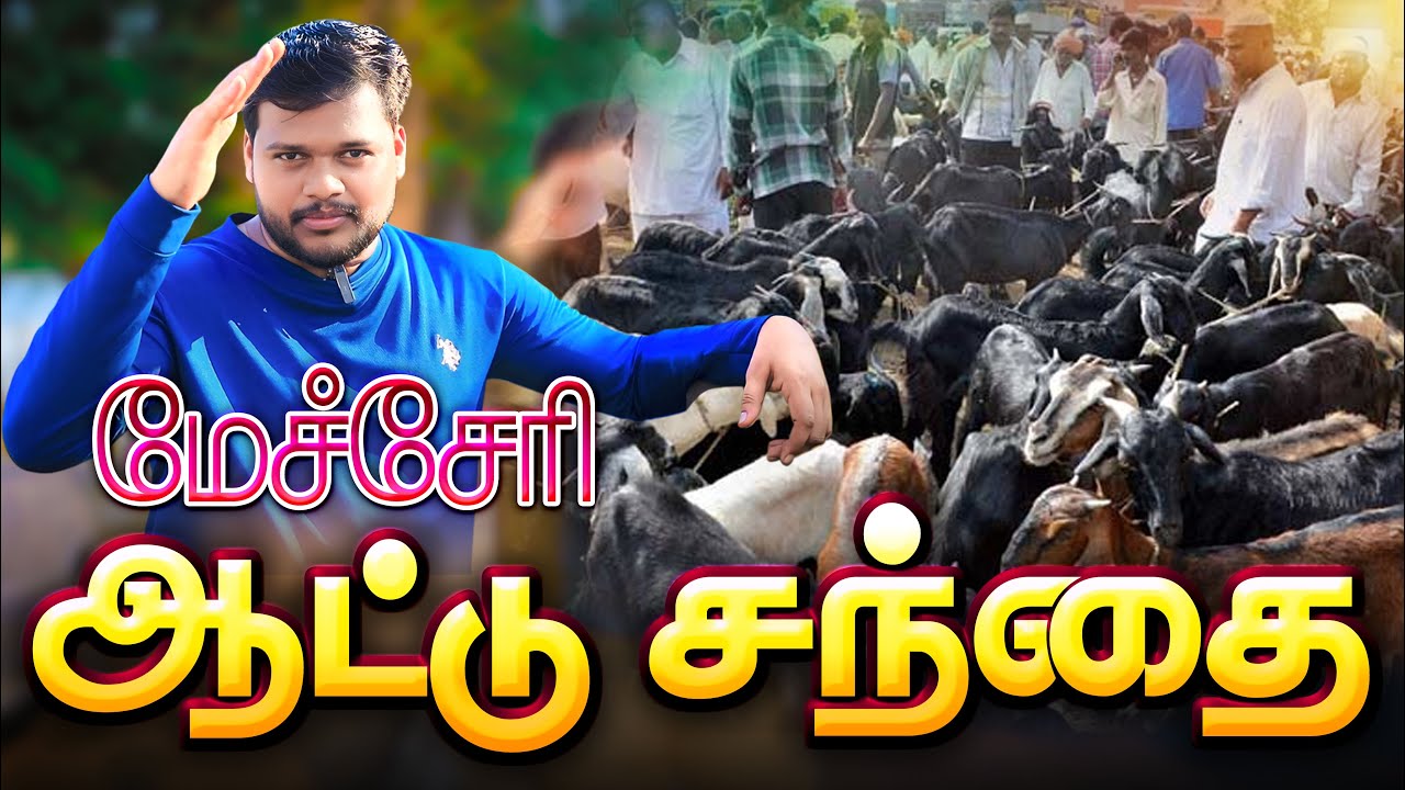 மேச்சேரி ஆடு சந்தை| Mecheri Wednesday Goat Market | veejayLifestyle