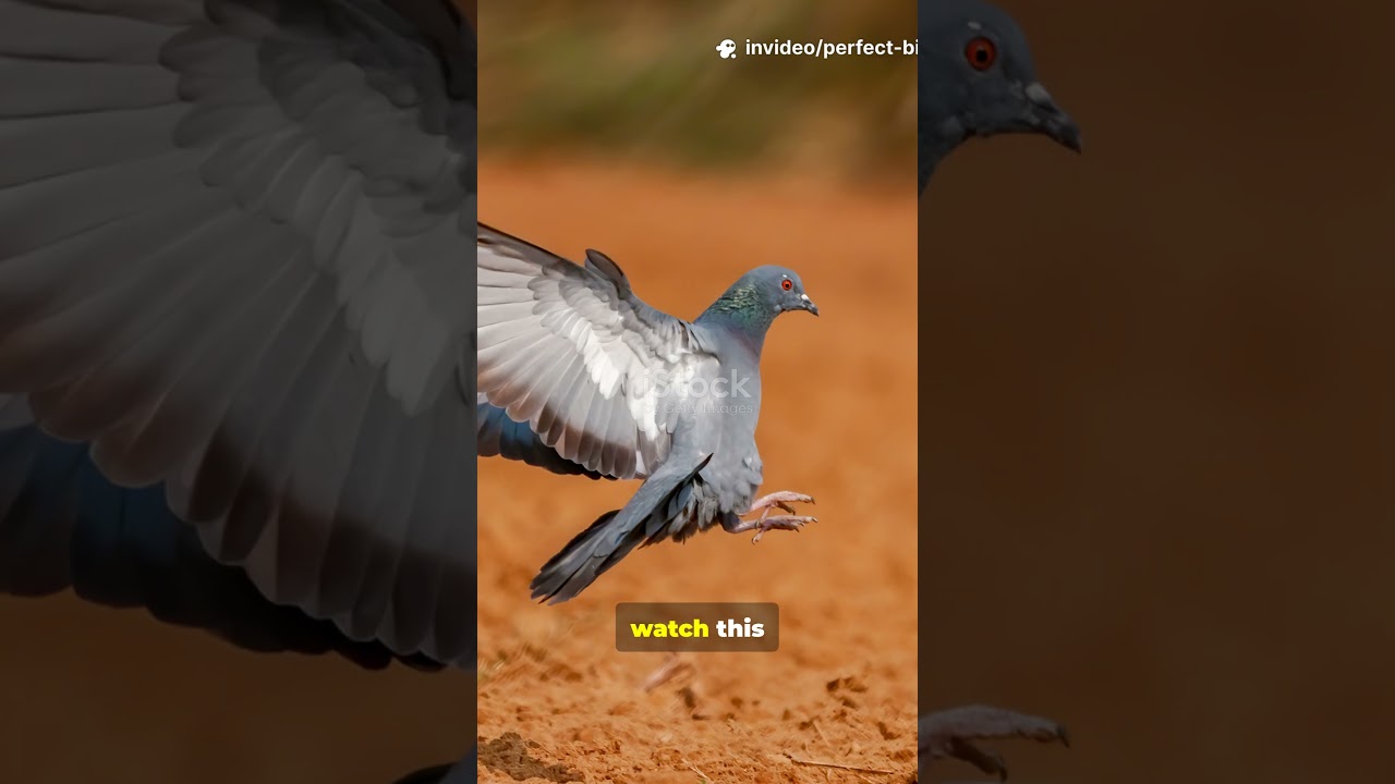 Perfect Bird Landing 