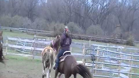 Calf Sorting Shawnee Equestrian Center