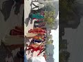 #fusion #holi #festa #2023 #welcome #shreekrishna #parikrama #students #enjoy #dance #bhakti #seva