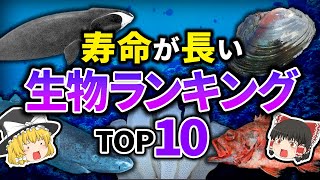 [Slow Commentary] The oldest animal is XX years old! Top 10 longest-lived creatures!!