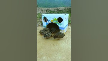 New Creative DIY Quail Trap Technique #shorts #create #traps