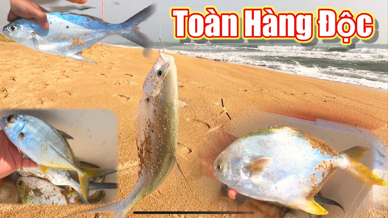 Câu cá bãi biển mùa động