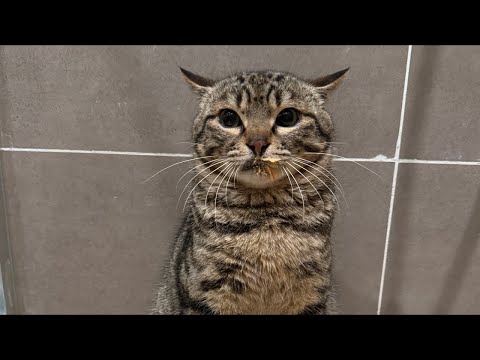 【直播】新来浪猫去新家前的最后一次直播｜李喜猫