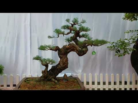 Video SH.1596.Dàn Bonsai mini cực đẹp, những cây Sanh ai hỏi... - youtube