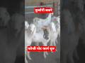 🐐कुर्बानी बकरे 💪💯#shorts #goatfarm #farming #goats #animals #beautifulgoat #whitegoat #rooftop #hip