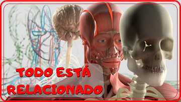 ¿Cómo se relaciona la anatomía con la Educación Física?