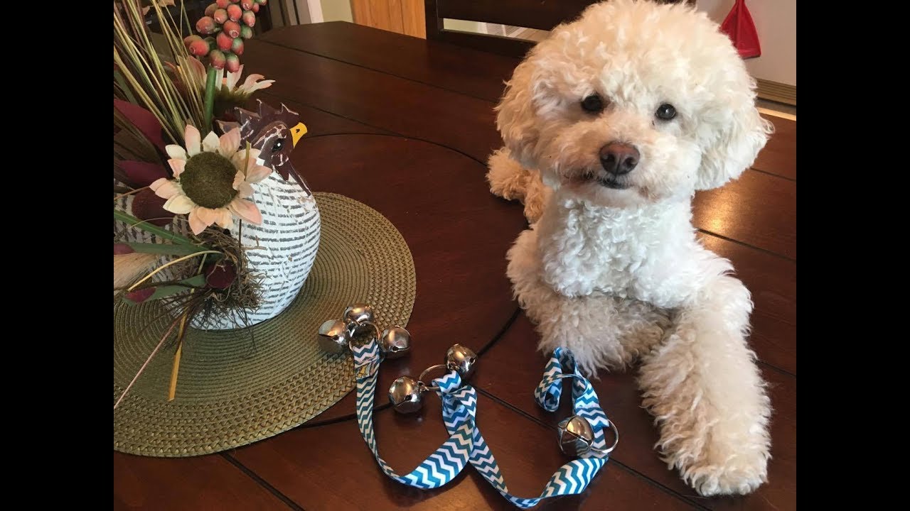 Cloche d'apprentissage de la propreté pour chien avec grelots