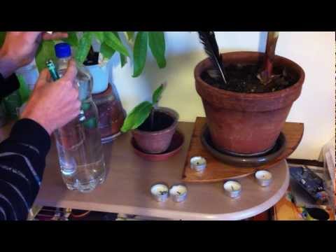 Vidéo: Arrosage Approprié Des Plantes D'intérieur. Continuation