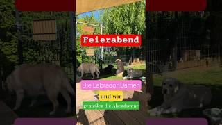🤩👋 Feierabend 🌞 Die Labrador Damen und wir genießen den Abend. #feierabend #labradordog #labrador