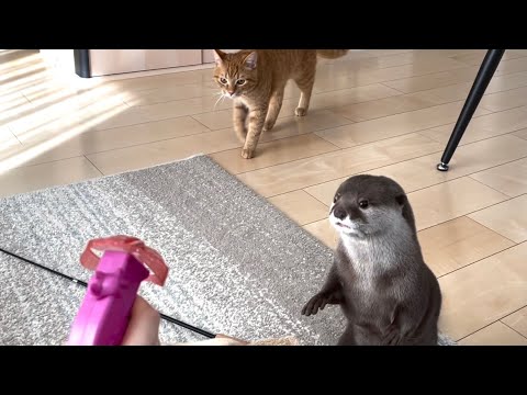 ??????? ?????????????????????? Otter and cat chasing flying toys