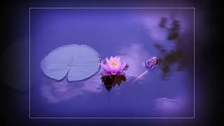 Transition Effect No   52 / Memorial  Tribute Slideshow Video / Funeral  slideshow video