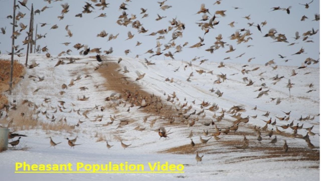 South Dakota Pheasant Population Ringnecks Lodge YouTube