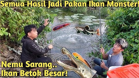MANCING, SESER DAN PASANG PERANGKAP UNTUK KASIH MAKAN IKAN MONSTER