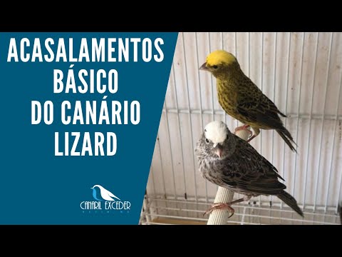 Acasalamentos  básico do canario lizard