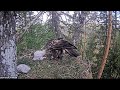 Kaljukotkas 2 : Golden Eagle-Orły przednie 🐥🌹🍀🐥🌹🍀Mama z wroną , karmienia dwojaczków 27/05/2024