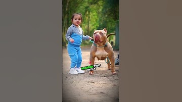 3 Reasons Why Dangerous Pitbulls Are the Ultimate Dogs!