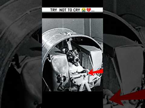 The Saddest 😭 Story in Space History: Laika the Dog 💔