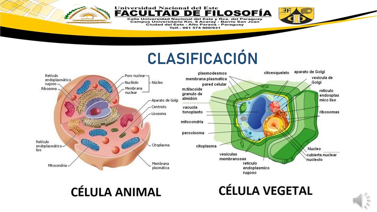 Para que se utiliza la celula madre