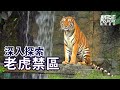 動物星天頻道《深入探索：老虎禁區》搶先看