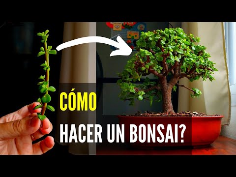 Vídeo: Bonsai de bétula: foto como crescer