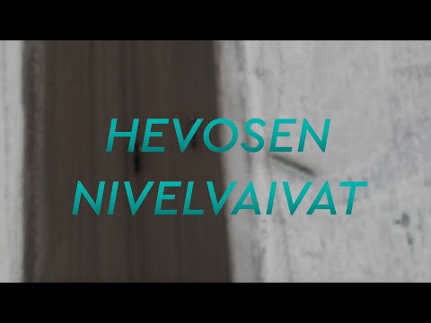 Hevosen nivelvaivat - Oireet, hoito ja ennaltaehkäisy