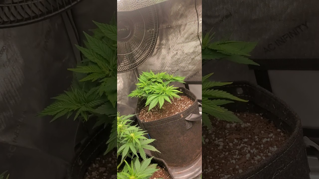 sour diesel week 4