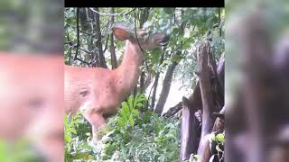 La Biche Qui Pic-Nic