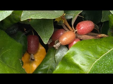 Video: Wie werde ich Elaeagnus los?