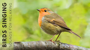 Nature Birds Sounds - Birds Singing in the Forest, Beautiful Bird Scenes and Sounds for Relaxation