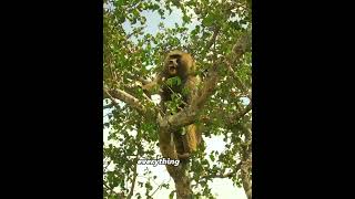 This male lion killed her cubs in order to possess her. #usa #animals #avengers #foryou #fyp