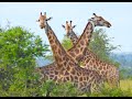 Just giraffing around in the greater Kruger National Park...