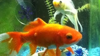 Beautiful Coy fish dancing to Classical Music