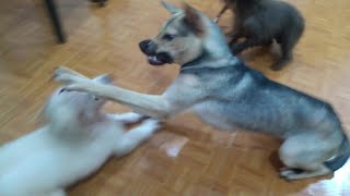 How Mother Dog Handle Aggressively and Disrespectful Golden Puppy