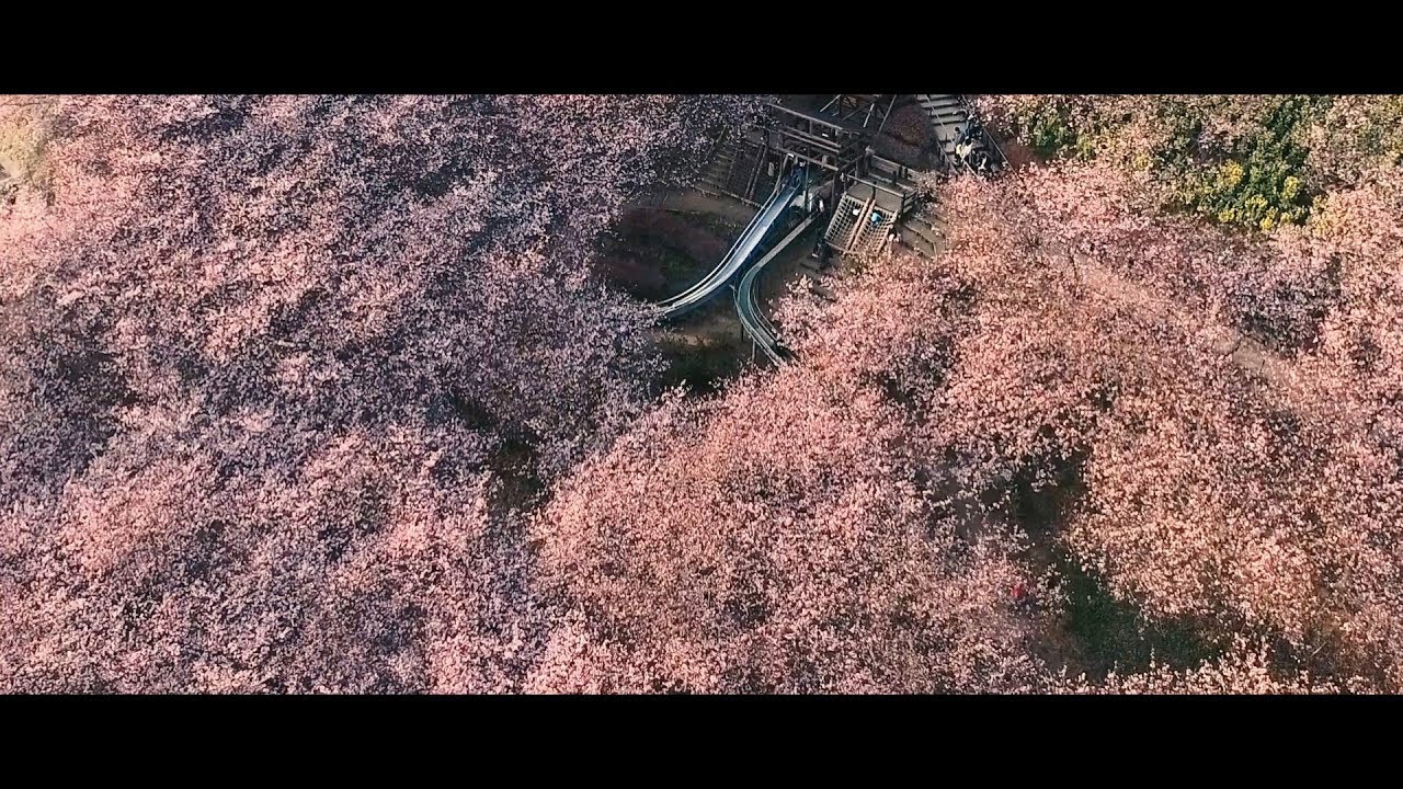 Watch アンチモン「サクラ」 on YouTube Watch アンチモン「サクラ」 on YouTube