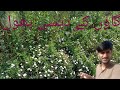 Gaon ke desi phool   shahzeb munir vlog