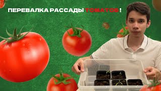Перевалка рассады томатов