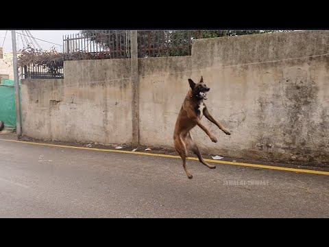 فيديو: كلب الراعي البلجيكي