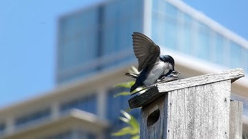 Tree Swallows Mating!