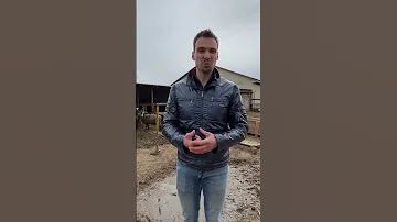 Что делают с овечьей шерстью? / Куда девают шерсть баранов после стрижки? #shorts