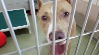 The Friday Shelter Walk at the Cuyahoga County Animal Shelter for the Weekend of August 7th, 2020