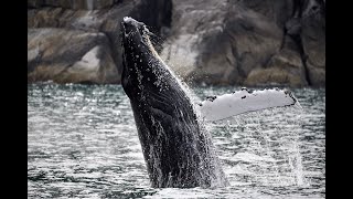 Humpback Whale Breaching - Alaska by Vanessa Obran 313 views 4 months ago 59 seconds