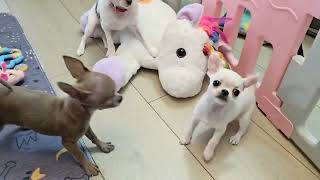 Adorable  Chihuahua Puppies for sale in California #teacupchihuahuaforsale