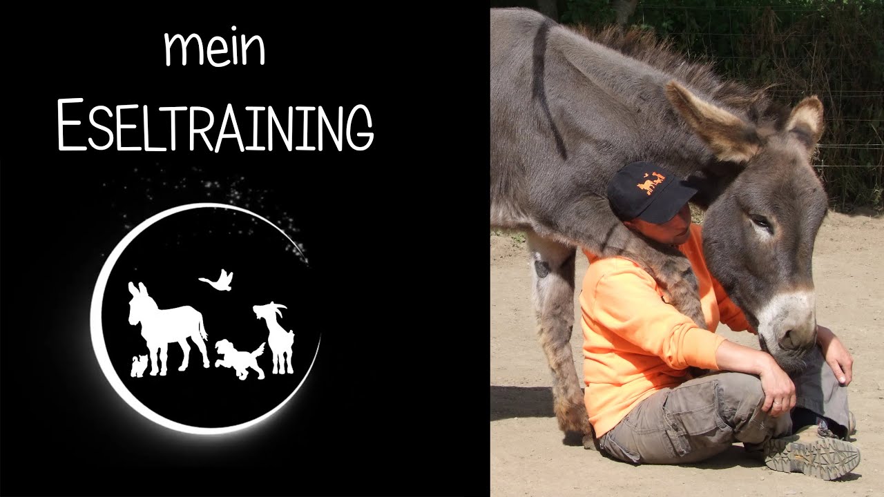 mein Esel-Training