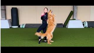 Yoga With Adriene Dog Dancing Routine with Indy the Hovawart