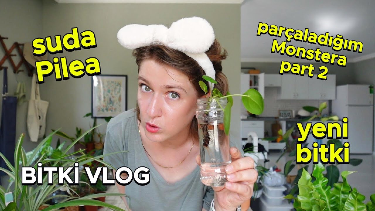 Deve Tabanı ve Suda Pilea Çoğaltmanın Püf Noktaları | Bitki Bakımı Sohbeti