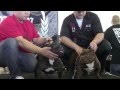 Landshark bullies and dinero kennels 2012 abkc dallas nationals