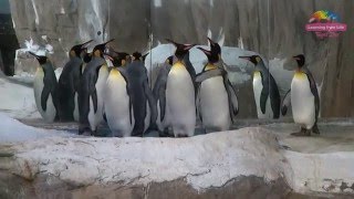 Download lagu 國王企鵝量體重 個性不同沒在怕 King Penguins 39 Measuring Weight 國王企鵝量體重 個性不同沒在怕 King Penguins 39 Measuring Weight