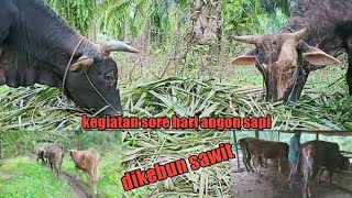 angon sapi di kebun sawit